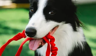 Corsa e divertimento... con il cane